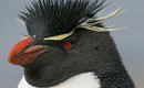 Rockhopper_penguin